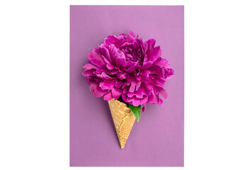 Large peony flower in a waffle ice cream cup on a purple background. Summer concept