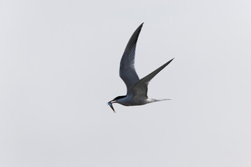Common Tern Sterna hirundo in a typical coastal habitat