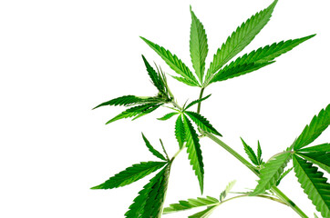 Green hemp bush on a white background, isolate. Medical cannabis. Technical hemp close up