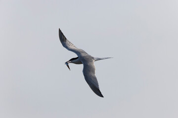 Common Tern Sterna hirundo in a typical coastal habitat