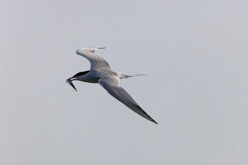 Common Tern Sterna hirundo in a typical coastal habitat
