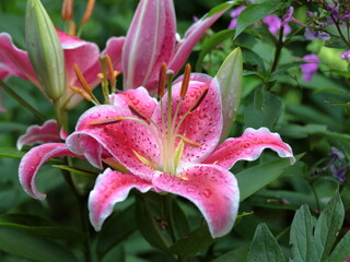 Closeup of pink Tiger Lily