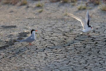 Common Tern Sterna hirundo in a typical coastal habitat
