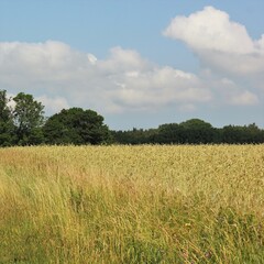 field in the summer