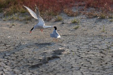Common Tern Sterna hirundo in a typical coastal habitat