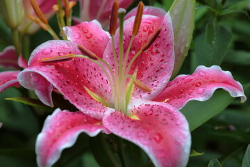 Closeup of pink Tiger Lily