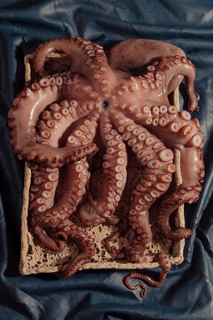 Whole octopus on deep blue background