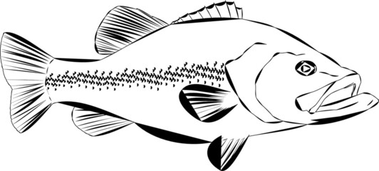 Outline of a Largemouth Bass Fish