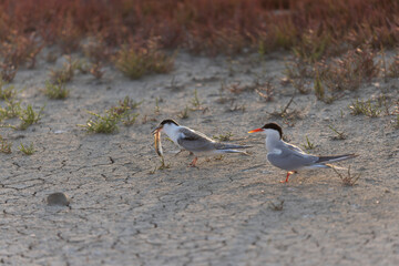 Common Tern Sterna hirundo in a typical coastal habitat