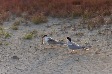 Common Tern Sterna hirundo in a typical coastal habitat