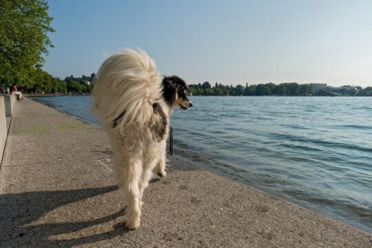 Dog at Sunset steps . Bregenz . Bodensee . Vorarlberg 