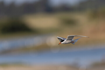 Common Tern Sterna hirundo in a typical coastal habitat