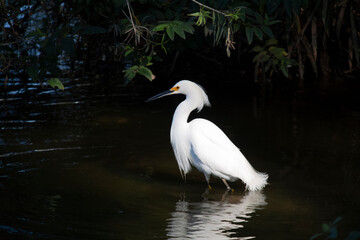 Small white heron, black beak and legs, fingers and detail between beak and yellow eye. Bird in lake and dark background.