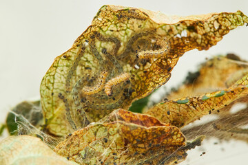 Caterpillars of the Aporia crataegi  on the apple tree.