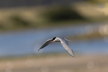 Common Tern Sterna hirundo in a typical coastal habitat