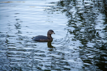 Pied-billed Grebe is a small species, dark brown and brown in color, with a gray beak and black band. Bird on the lake.