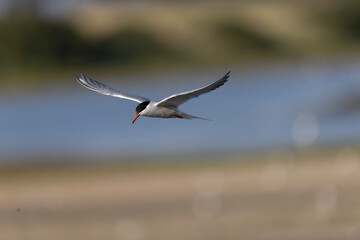 Common Tern Sterna hirundo in a typical coastal habitat