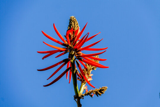 Erythrina Speciosa is a flower native to Brazil, also known as mulungu-do-littoral, with a red candelabra inflorescence. Flower with blue sky background.