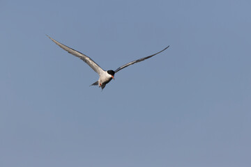 Common Tern Sterna hirundo in a typical coastal habitat