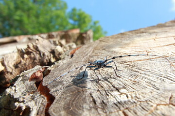 Rosalia longicorn (Rosalia alpina) in natural habitat