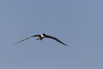 Common Tern Sterna hirundo in a typical coastal habitat