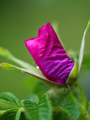 pink rose bud