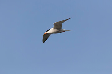 Common Tern Sterna hirundo in a typical coastal habitat