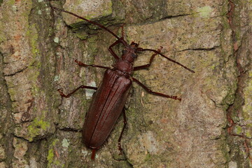 Aegosoma scabricorne - long-horned beetles female in natural habitat