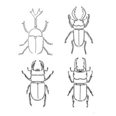 Japanese beetle illustration. Hand drawn sketch. Japanese insects and bug collection. Vector illustration of Japanese icon. Graphic design elements. Isolated objects. 