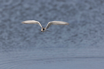 Common Tern Sterna hirundo in a typical coastal habitat