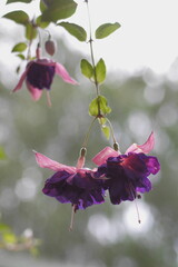pink flowers in the wind