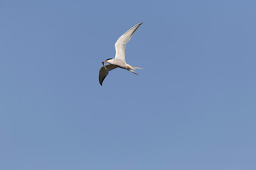 Common Tern Sterna hirundo in a typical coastal habitat