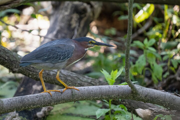 green heron is perched on a branch on a sunny day in the wetlands