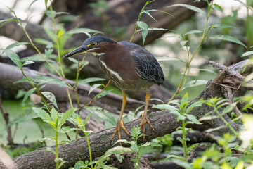 green heron is perched on a branch on a sunny day in the wetlands