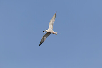 Fototapeta premium Common Tern Sterna hirundo in a typical coastal habitat