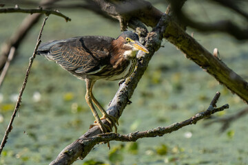 green heron is perched on a branch on a sunny day in the wetlands