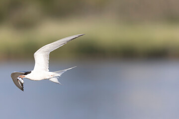 Common Tern Sterna hirundo in a typical coastal habitat