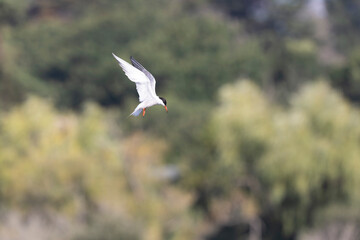 Common Tern Sterna hirundo in a typical coastal habitat