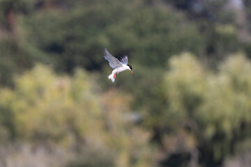 Common Tern Sterna hirundo in a typical coastal habitat