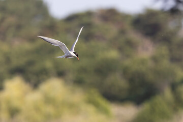 Common Tern Sterna hirundo in a typical coastal habitat