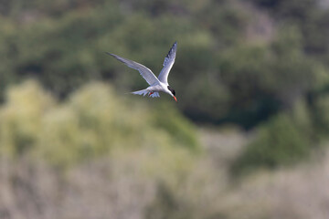 Common Tern Sterna hirundo in a typical coastal habitat