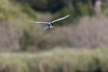 Common Tern Sterna hirundo in a typical coastal habitat