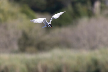 Common Tern Sterna hirundo in a typical coastal habitat