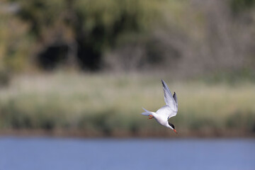 Common Tern Sterna hirundo in a typical coastal habitat