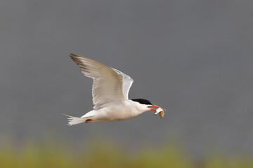 Fototapeta na wymiar Common Tern Sterna hirundo in a typical coastal habitat