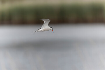 Common Tern Sterna hirundo in a typical coastal habitat