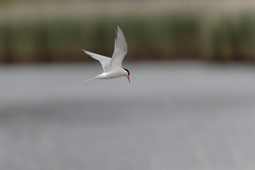 Common Tern Sterna hirundo in a typical coastal habitat
