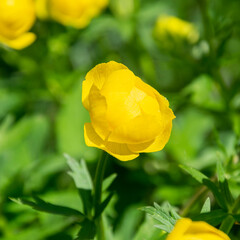 yellow field flower