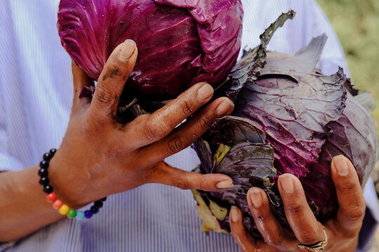 close up of hands holding a cabbage