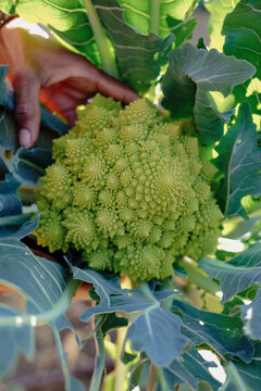 A close up of romanesco cauliflower